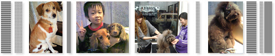 SLY DOG dog hair stylist XChbO hbOwA[X^CXgbJEZO Counseling